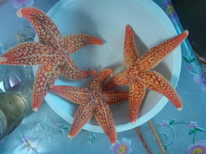 日照漁家自由行攻略