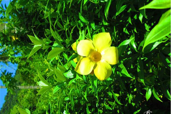 三亞旅游攻略自由行注意事項(xiàng)