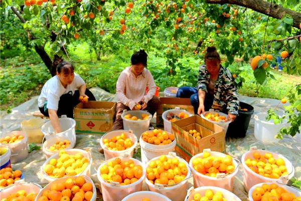太原周邊采摘園 太原周邊采摘杏的地方