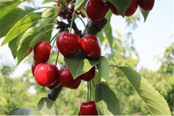 新安縣櫻桃溝旅游攻略