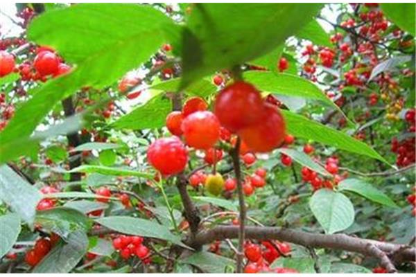 新安縣櫻桃溝旅游攻略