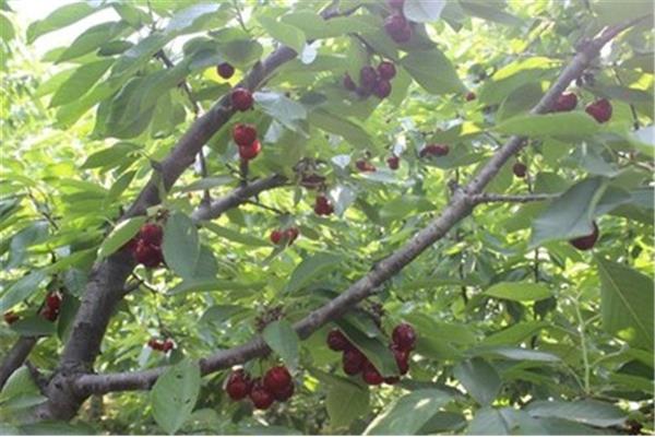 新安縣櫻桃溝旅游攻略