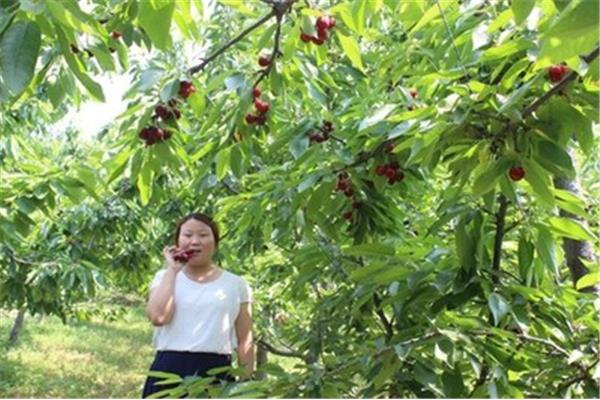 新安縣櫻桃溝旅游攻略