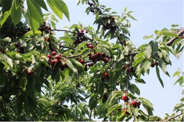 新安縣櫻桃溝旅游攻略