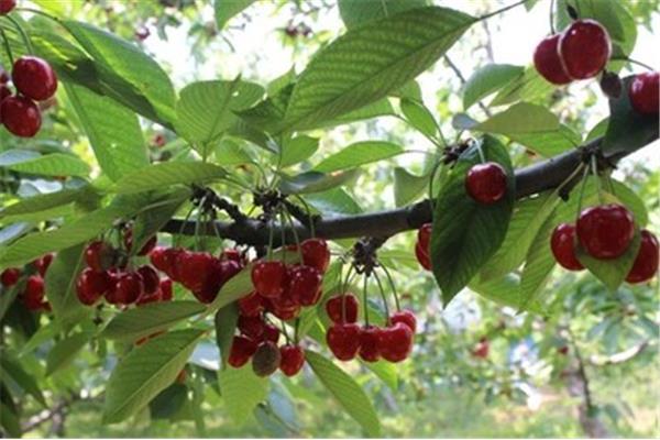 新安縣櫻桃溝旅游攻略