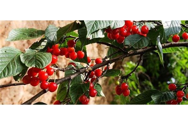 新安縣櫻桃溝旅游攻略