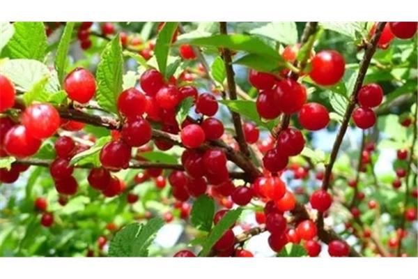 新安縣櫻桃溝旅游攻略