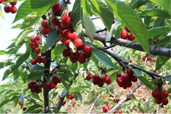 新安縣櫻桃溝旅游攻略