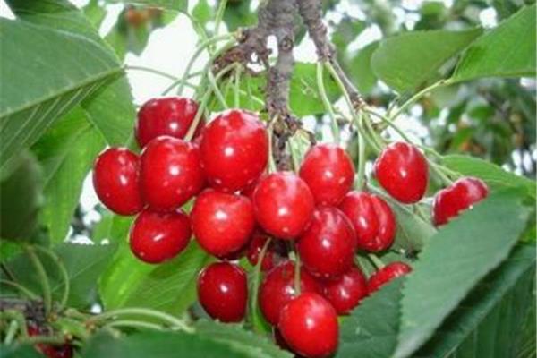 新安縣櫻桃溝旅游攻略