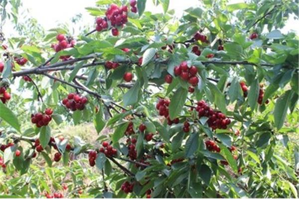 新安縣櫻桃溝旅游攻略