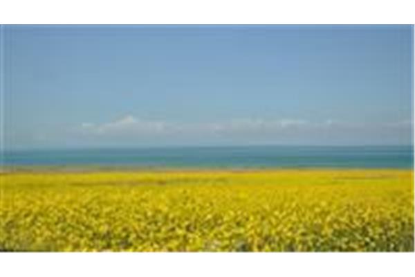 無錫到青海湖旅游攻略