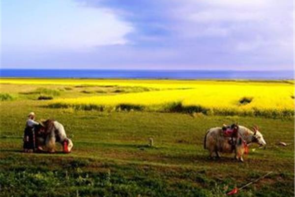 無錫到青海湖旅游攻略