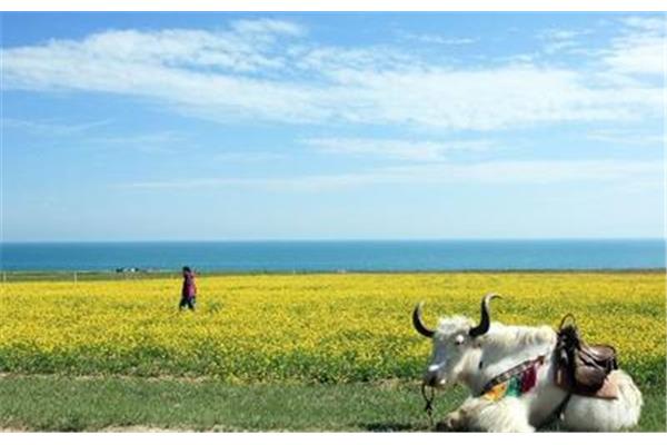 無錫到青海湖旅游攻略