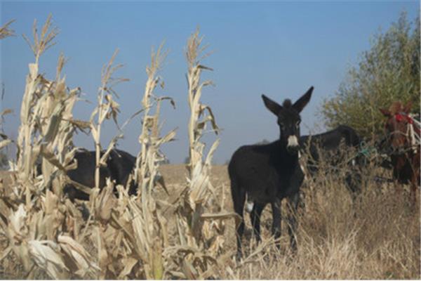 大連到內(nèi)蒙赤峰3日旅游攻略