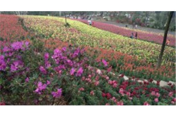 青秀山一日游攻略