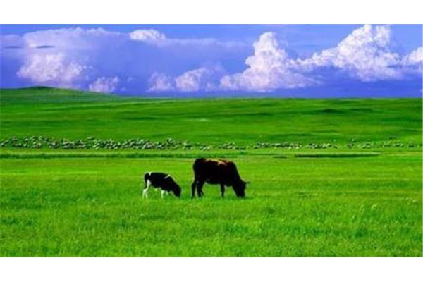 7月去呼倫貝爾大草原穿衣攻略
