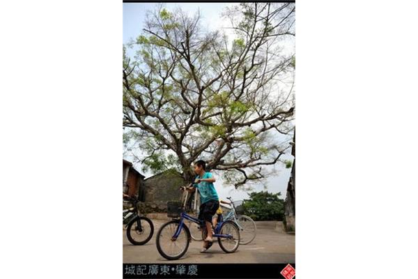 肇慶高要八卦村攻略